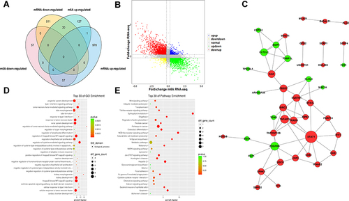 Figure 5 Joint analysis of m6A methylation and mRNA expression in MH7A cells after stimulation with TNF-α. (A) Four quadrant graph of genes with differential m6A methylation and differentially expressed mRNA levels. (B) Venn diagram of genes with differential m6A methylation and differentially expressed mRNA levels. (C) PPI of genes with differentially expressed m6A methylation and differential expressed mRNA. (D) The top 30 GO enrichments of genes with differentially expressed m6A methylation and differentially expressed mRNA in MH7A cells. (E) The top 30 pathway enrichments of genes with differentially expressed m6A methylation and differentially expressed mRNA in MH7A cells.