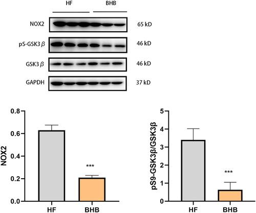 Figure 6 BHB inhibited the GSK3β/NOX2 pathway. The protein expression of NOX2, GSK3β and pS9-GSK3β were measured by Western blot. Below were the quantification results among groups. ***p<0.001.