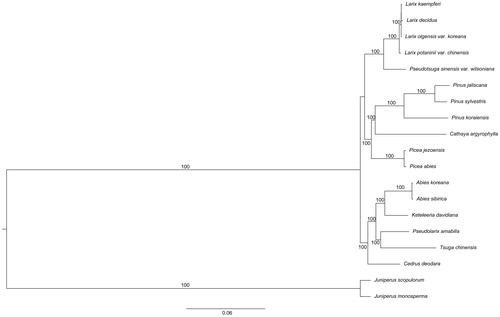 Figure 1. The phylogenetic tree based on the 19 complete chloroplast genome sequences. Accession Numbers: L. kaempferi (MF990369), L. decidua (NC016058), L. olgensis var. koreana (MF990370), L. potaninii var. chinensis (KX880508), Pseudotsuga sinensis var. wilsoniana (NC016064), P. jaliscana (NC035948), P. sylvestris (NC035069), P. koraensis (NC004677), Cathaya argyrophylla (NC014589), Picea jezoensis (NC029374), P. abies (NC021456), Abies koreana (NC026892), A. sibirica (NC035067), Keteleeria davidiana (NC011930), Pseudolarix amabilis (NC030631), Tsuga chinensis (NC030630), Cedrus deodara (NC014575), Juniperus scopulorum (NC024023), J. monosperma (NC024022).