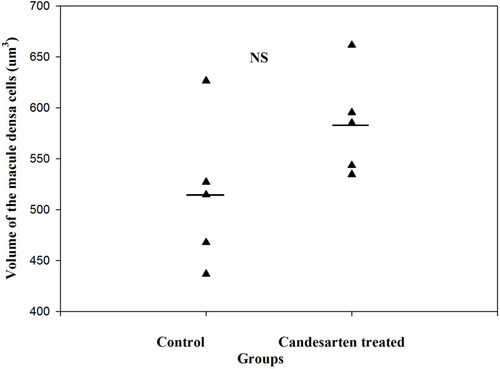 Figure 8 The volume of MD cells in the control and candesartan-treated groups. There are no significant differences between the two group. Reproduced with permission from Razga Z, Nyengaard JR. The effect of angiotensin II on the number of macula densa cells through the AT1 receptor. Nephron Physiology. 2009; 112: 37–43. Copyright © 2009, © 2009 S. Karger AG, Basel.Citation1 The size of MD cells were not changed, while the volume of MD increased by treatment of candesartan. This is evidence for increment of MD caused by increment of number of MD cells related to activity of RAS.