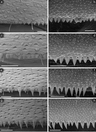 Figure 9. Larvae of Centroptilum volodymyri sp. nov., paratype (a, c, e, g) and C. luteolum (Müller, 1776) (b, d, f, h). Surfaces and posterior margins of terga: (a, b) tergum II; (c, d) tergum IV; (e, f) tergum VI; (g, h) tergum VIII. Scale bars: a, b = 20 μm; c–h = 30 μm.