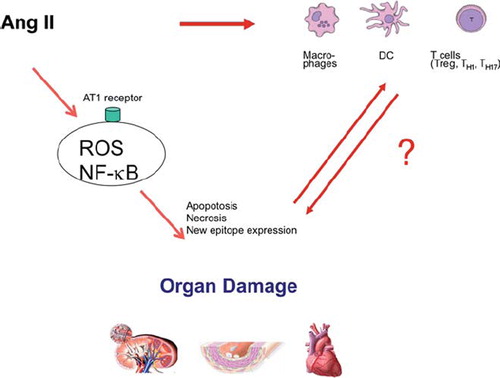 Figure 2. Ang II operates through receptors. Reactive oxygen species (ROS) are generated, but other NF-κB-activating mechanisms are activated. Injured cells may survive or they undergo apoptosis, or necrosis. All these injury processes lead to expression of new epitopes that can lead to further injury. In addition, Ang II influences macrophages and dendritic cells (direct and indirect mechanisms). These activities have a substantial influence on T cell ‘fate’.