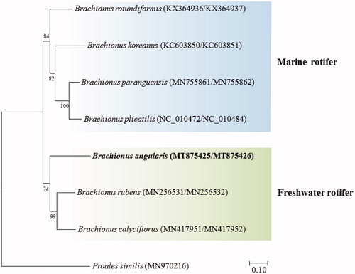 Figure 1. Phylogenetic analyses based on mitochondrial DNA of Brachionus angularis with seven congeners. The amino acid sequences of 12 mitochondrial DNA genes were aligned by ClustalW. Maximum likelihood analysis was performed by Mega software (version 10.0.1) with Gamma + LG + I model. The rapid bootstrap analysis was conducted with 1000 replications with 48 threads running in parallel. The rotifer Proales similis (class Monogononta) served as outgroup. −Ln = 28545.407996.