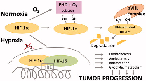 Figure 1. Simplified schematics of oxygen sensing and transcriptional regulation. In normoxia the hypoxia-inducible factor (HIF)-1α subunit becomes hydroxylated on several residues by prolyl hydroxylase (PHD), which uses molecular oxygen as a substrate. Hydroxylated HIF-1α is recognised by the von Hippel Lindau (pVHL) complex which catalyses its ubiquitination and degradation. In hypoxia, HIF-1α remains stable and translocates to the nucleus to form a complex with the HIF-1β subunit to become a transcriptionally active complex, binding to the hypoxia-responsive element (HRE). Genes are induced that regulate a wide range of processes exploited to serve the progression of cancer.