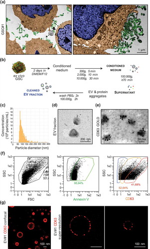 Figure 1. Characterization of patient-derived glioblastoma stem-like cells (GSC)-released extracellular vesicles in vitro. (a) Representative transmission electronic microscopy (TEM) of GSCs cultivated under normal conditions. TEM images were artificially colourized with blue for nucleus, brown for cytoplasm and green for vesicle-like structures. (b) Schematic protocol of EV isolation by serial ultracentrifugation steps from the GSC-conditioned medium (serum-free and mitogen-free DMEM/F12). (c) Following purification, EVs were resuspended in 0.2-µm-filtered saline and characterized by qNano for particle concentration and diameter. (d,e) Representative TEM pictures of GSC#1-EVs either unlabelled or immunogold-labelled for CD63. (f) A MACSQuant Analyser Flow cytometer was used to evaluate Annexin V and CD63 on purified GSC-EVs. (g) Size diversity of GSC#1-derived EVs was analysed using confocal microscopy and super-resolution SIM microscopy. Representative pictures of CD63 staining are shown.