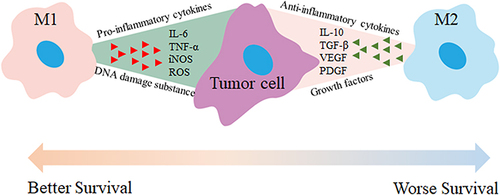 Figure 4 M1 and M2 macrophages have distinct roles in tumor therapy. M1 macrophages secrete pro-inflammatory cytokines like TNF-α, IL-6, and IL-12, which activate immune responses, enhance anti-tumor effects, and promote tumor cell apoptosis. In contrast, M2 macrophages release anti-inflammatory or immunosuppressive cytokines such as TGF-β, IL-10, IL-13, and IL-4, which create an immunosuppressive environment, inhibit anti-tumor responses, and contribute to angiogenesis and tissue remodeling. Therefore, activating M1 macrophages and inhibiting M2 macrophage activation can reduce tumor growth, metastasis, and angiogenesis.