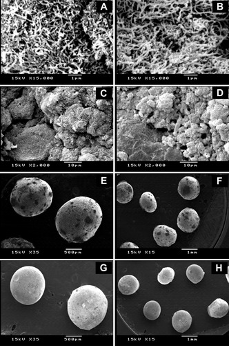 Figure 2 SEM images of pure CNTs (A), CNTs-COOH (B), CNTs-PEG (C), CNTs-SFN (D), CNTs-SFN-MCs (E and F), and plain CNTs-MCs (G and H) at different magnification powers.