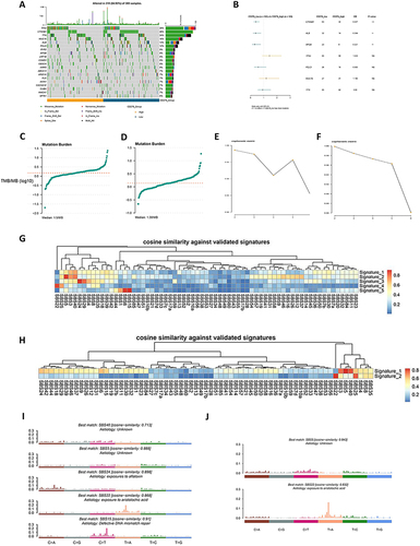 Figure 3 Comparison of CD276-high group and CD276-low group at the genomics level. (A) The top 20 most frequently mutated genes in HCC tumor samples from TCGA database. (B) Comparison of gene mutation frequencies between the CD276-high group and the CD276-low group. (C) Distribution plot of the CD276-high group. (D) Distribution plot of the CD276-low group. (E) Selection of cophenetic metric parameter in the NMF algorithm in the CD276-high group. (F) Selection of cophenetic metric parameter in the NMF algorithm in the CD276-high group. (G) Cosine similarity between the mutational signatures of the CD276-high group and the validated COSMIC V3 signature. (H) Cosine similarity between the mutational signatures of the CD276-low group and the validated COSMIC V3 signature. (I) The identified mutational signatures of the CD276-high group. (J) The identified mutational signatures of the CD276-low group.