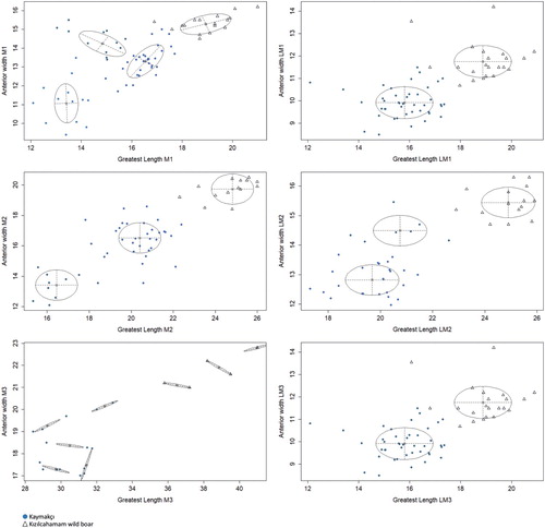 Figure 7. Gaussian mixture analysis fitting anterior width and greatest length measurements of permanent pig molars from Kaymakçı and modern wild boar from Kızılcahamam.