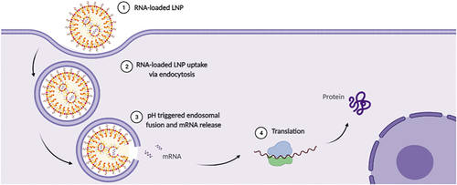Figure 5. mRNA-loaded LNPs endocytosis mechanism.