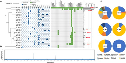 Figure 5. Abundance profiles, phylogeny, polymorphisms, and taxonomical compositions of NDM variant types deposited in the NCBI RefSeq database. (A) Abundance profiles, phylogeny, and polymorphisms of NDM variant types. The binary chart displays distribution of polymorphic residues across all NDM variant types. Heat map exhibits the taxonomic distribution of NDM proteins at the genus levels. Abundance of each variant type was displayed using a bar chart. The phylogenetic tree of NDM proteins was constructed based on all of NDM protein sequences retrieved from Comprehensive Antibiotic Resistance Database using the Maximum-Likelihood method with 500 bootstrap repetitions. NDM-1, the most abundant and most prevalent NDM variant type, was selected as the reference protein for comparison of polymorphic residues. Conserved and mutated polymorphic residues of other NDM proteins except for signal sequence were displayed as empty and filled circle, respectively. The actual amino acid residue of mutated site in each NDM family protein was represented in the circles with white letters. A total of 29 genera were observed to contain NDM variant types, and were utilised for assess their distribution across the genera in heat map. Bar charts represent the abundance of each NDM variant types. Major NDM families (more than 40 proteins) are highlighted with red labels; (B) Shannon diversity indices of each amino acid residue of all NDM variant types deposited in the NCBI RefSeq database. (C) Taxonomic compositions of the major NDM variant types.