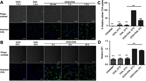 Figure 2 The kinetics of OVA uptake by BMDMs and the effect of temperature on the internalization of OVA delivered by OCNs. (A–B) BMDMs were incubated with OCN+OVA or OVA alone for the indicated durations. Cells were stained for detecting OVA or nuclei staining by Hoechst. (C–D) J774A.1, a macrophage cell line, was treated with OCNs, OVA, and OCN+OVA (1:1 w/w ratio) for 1 hr at 37°C or 4°C. The percentage of relative cellular OVA uptake (C) and the relative median fluorescent intensities (MFI) (D) were calculated relative to that of OCN+OVA at 37°C. Data were analyzed using one-way ANOVA followed by Tukey’s multiple comparison post hoc test, which represents the mean ± SEM from four independent experiments. ***p<0.001.