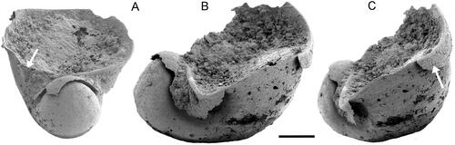 Figure 4. Protowenella flemingi Runnegar & Jell, Citation1976, PMU 38333 from GGU sample 271492, largely exfoliated internal mould, Henson Gletscher Formation, North Greenland, Cambrian, Miaolingian Series, Wuliuan Stage, Ptychagnpstus gibbus Biozone. A, oblique apertural view with channel on internal mould (arrow). B, oblique lateral view showing apertural margin lacking emargination corresponding to the circumbilical channel on the internal mould. C, oblique lateral view showing growth lines (arrow) near apertural margin. Scale bar 100 µm.
