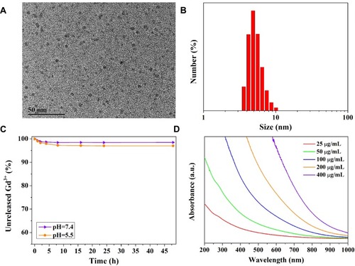 Figure 2 Characterization of MPGds. (A) TEM images of MPGds. (B) DLS results of MPGds dispersed in PBS. (C) The stability curves of MPGds in neutral and weak acidic pH values. (D) UV-Vis-NIR absorbance spectra of MPGds with various concentrations.