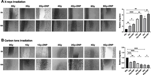 Figure 7 X-rays but not CII-induced migration is enhanced by elevated glycolysis. (A) An in vitro scratch assay was performed in U251 irradiated with X-rays (A) and carbon ions radiation (B) post irradiation. Images captured at 0h and 18h with the indicated groups. Rate of migration relative to control untreated group is plotted. Data represents from three independent experiments. P values were determined by an unpaired two-tailed Student’s t-test. *P < 0.05; **P < 0.01; ****P < 0.0001.