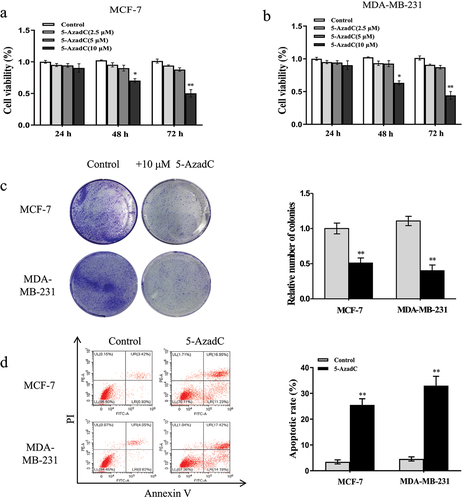 Figure 3. 5-AzadC treatment inhibits cell proliferation and induces cells apoptosis in breast cancer cells. (a and b) Cells were treated with different concentrations of 5-AzadC (2.5, 5 or 10 µM). The cell viability was measured by CCK8 in MCF-7 and MDA-MB-231 cells. (c) Cells were treated with 10 µM 5-AzadC. The colony forming ability was detected by colony forming assay. (d) Cells were treated with 10 µM 5-AzadC. The cell apoptosis was detected by flow cytometry. Data are shown as the mean ± SD (n = 3). *P < 0.05, **P < 0.01 vs. respective control.