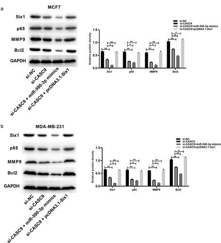 Figure 8. CASC9/miR-590-3p/SIX1/NF-κB pathway related to BC progression