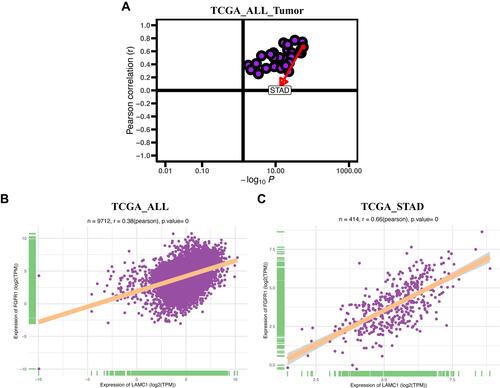 Figure 12 Correlation between LAMC1 and FGFR. (A) The Pearson correlation of all tumours in TCGA. (B) Correlation analysis between LAMC1 and FGFR1 in all tumours in TCGA. (C) Correlation analysis between LAMC1 and FGFR1 in STAD in TCGA.