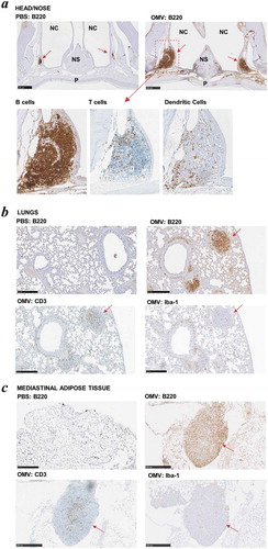 Figure 3. Intrinsic adjuvanticity of Bt OMVs. (a) Mice (n = 5) were intranasally adminstered PBS alone native Bt OMVs (OMV) in PBS and 5 days later heads and thoracic tissue was processed for immunohistology to visualise immune cell activation and formation of organised lymphoid tissue containing CD45R+ B cells (B220), CD3+ T cells (CD3) and macrophages/dendritic cells (Iba-1) in the nasal associated lymphoid tissue (a) the lung parenchyma (b) and mediastinal adipose tissues (c). Red arrows define nasal-associated lympoid tissue (NALT), bronchus-associated lymphoid tissue (BALT) and fat-associated lymphoid tissue (FALC) in a, b and c respectively. NC: nasal cavity, NS: nasal septum, P: hard palate.