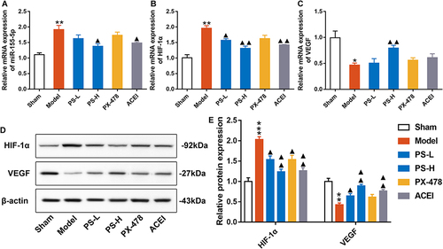 Figure 7 PS inhibited the miR-155-5p/HIF-1 α/VEGF signaling pathway in AMI rats. (A) The relative mRNA expression of miRNA-155-5p in myocardial tissues, (B) The relative mRNA expression of HIF-1 α in myocardial tissues, (C) The relative mRNA expression of VEGF in myocardial tissues, (D) Representative immunoblot band diagram immunoblots against HIF-1 α and VEGF in myocardial tissues, (E) Quantitative values of HIF-1 α and VEGF relative protein expression in myocardial tissue. Data were expressed as the mean ± SEM, n=3. *P < 0.05, **P < 0.01, ***P < 0.001, vs sham group; ▲P < 0.05, ▲▲P < 0.01, vs model group.