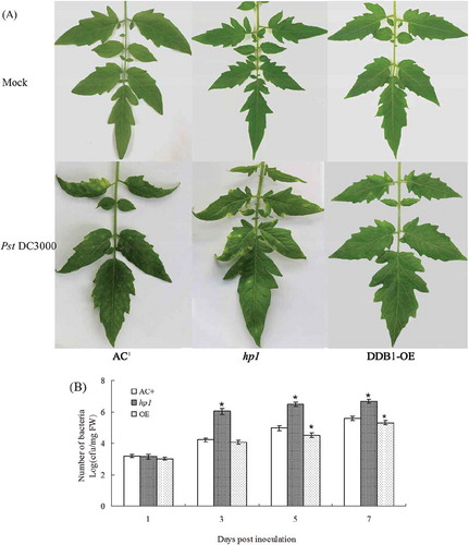 Fig. 1 (Colour online) Disease symptoms and bacterial growth in leaves of ‘Ailsa Craig’ plus (AC+), hp1 mutant and DDB1 over-expression (DDB1-OE) plants upon infection with Pst DC3000. Photographs were taken at 7 dpi (A). Bacterial growth was determined at 0, 3, 5 and 7 dpi (B). Values followed by different letters differ significantly according to Duncan’s multiple range test at P < 0.05. FW, fresh weight; dpi, days post inoculation; * (P < 0.05) indicated significant differences from AC+.
