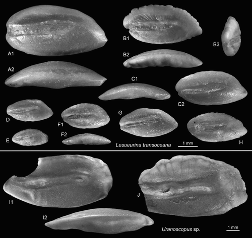 Figure 10. Perciform otoliths: Leptoscopidae, Uranoscopidae. A–H, Lesueurina transoceana n.sp., Cosy Dell, F45/f0396, Duntroonian, B = holotype, OU22820 (reversed) (B2 = ventral view, B3 = anterior view); A, C–H = paratypes, OU22821 (A, D, E, G reversed) (C1 = ventral view, F2 = ventral view). I,J, Uranoscopus sp., OU22822 (I reversed), Cosy Dell, F45/f0396, Duntroonian (I2 = ventral view).