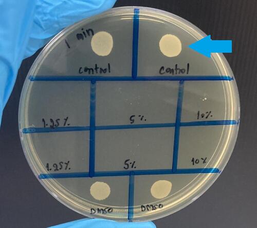 Figure 1 The bacterial growth plate shows the bactericidal effect of 1.25%, 5% and 10% BPO on C. acnes after 1 min. No bacterial colonies remained after a 1-min incubation with 1.25%, 5% and 10% BPO compared with those in the control area (blue arrow).