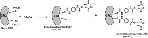 Figure 8.  Proposed mechanism of 2-AAPA binding to GRX-1. Data from mass spectrometry analysis of the inhibited enzyme show that 2-AAPA binds covalently to GRX-1. Monothiocarbamoylation of the enzyme can occur at one or two cysteines in GRX. Based on the pKa, it is likely that the monothiocarbamoylation leading to GRX-1 inhibition is occurring at CYS-22.