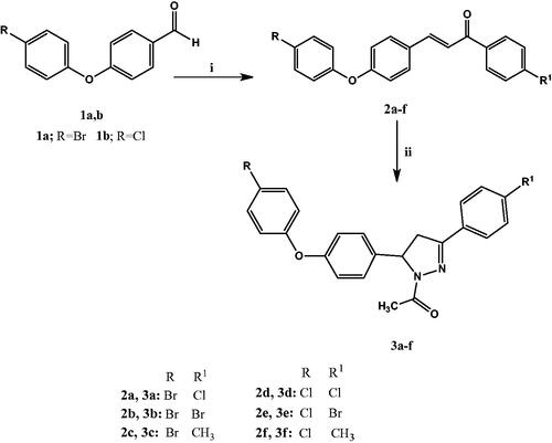 Scheme 1. Synthesis of phenoxy halogenated chalcones 2a–f and N-acetylpyrazolines 3a–f. Reagents and conditions: (i) p-Substituted acetophenone, 40% KOH, 95% ethanol, 0 °C, (ii) Hydrazine hydrate, GAA, reflux 3 h.