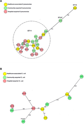 Figure 3 (A) Minimum spanning tree of core genome sequences of K. pneumoniae collected from 2015~2018 (n = 25, 15CO-KP and 10HA-KP). The cluster distance threshold is 15 alleles. Each circle (node) represents one or multiple identical sequences. The number between the nodes illustrates the number of target genes with different alleles. The text in each circle indicates the case identifier. The sequence types were labeled above the circles. (B) Minimum spanning tree of core genome sequences of E. coli collected from 2015~2018 (n =11, 8 CO-EC and 3 HA-EC). The cluster distance threshold is 10 alleles. Each circle (node) represents one or multiple identical sequences. The number between the nodes illustrates the number of target genes with different alleles. The text in each circle indicates the case identifier.