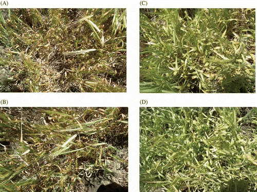 Fig. 5. (Colour online) Influence of no treatment (a), triadimenol seed treatment (b), two triazole fungicide sprays (c) and two triazole/strobilurin mixtures (d) on green leaf retention in barley during grain fill following leaf rust infection – cv ‘Gairdner Plus’ barley, South Australia 2007 (Poole Citation2009 – GRDC).