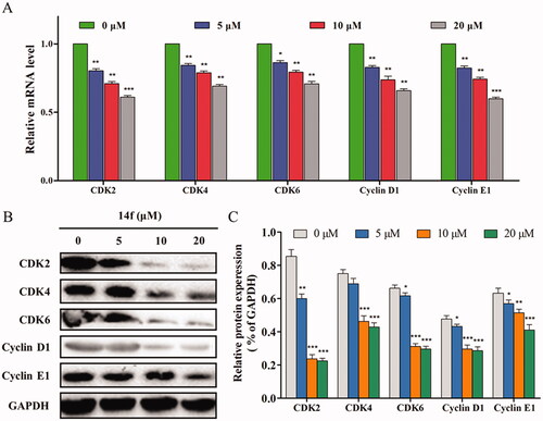 Figure 4. Effect of 14f on the levels of cell cycle-related genes and proteins in HepG2 cells. GAPDH served as the loading control. (A) Relative mRNA level. (B) The expression of proteins was detected using Western blot. Values have been represented as mean ± SD (n = 3). *p<0.05; **p<0.01; ***p<0.001 versus control group.