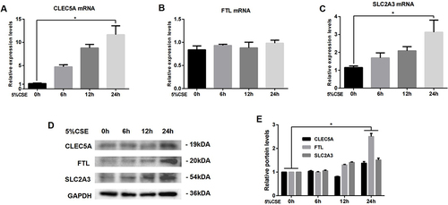 Figure 7 Expression of CLEC5A, FTL and SLC2A3 in THP-M cells co-cultured with CSE-treated HBE cells for 24 h. (A) Expression of CLEC5A mRNA. (B) Expression of FTL mRNA. (C) Expression of SLC2A3 mRNA. (D) Western blots. (E) Relative protein levels of CLEC5A, FTL and SLC2A3 were determined. The data are the mean ± SD (n=3). *P < 0.05.
