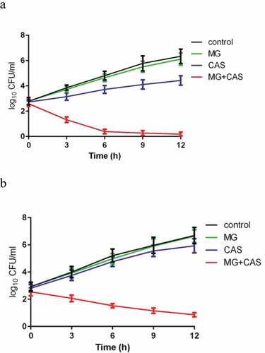 Figure 2. Time-kill curves of MG and CAS against C. albicans. (a) C. albicans SC5314 cells (1 × 103 cells/ml) suspended in RPMI 1640 medium were treated by 8 μg/ml MG and 0.125 μg/ml CAS alone or in combination. At each designated time points, portions of the cell suspensions were collected and plated on YPD agar to calculate the CFU/ml of the cell suspensions. (b) C. albicans CAS-resistant strain S20 cells (1 × 103 cells/ml) suspended in RPMI 1640 medium were treated by 8 μg/ml MG and 0.25 μg/ml CAS alone or in combination. At each designated time points, the cell suspensions were collected and plated on YPD agar to calculate the CFU/ml of the cell suspensions. Data were shown as the mean ± standard deviation of the independent assays in triplicate