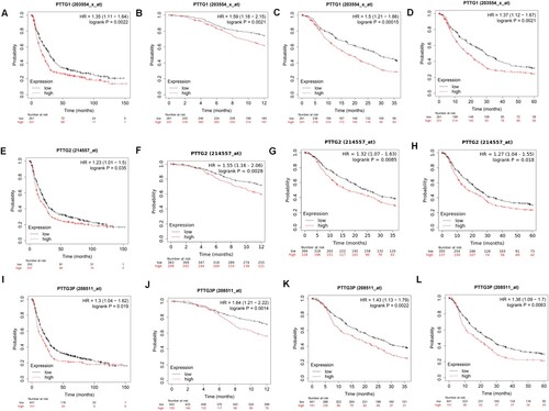 Figure 3. Prognostic values of the PTTG gene family in gastric cancer patients. (A–D) PTTG1 levels and overall survival outcomes in gastric cancer and 1-, 3- and 5-year survival outcomes. (E–H) PTTG2 levels and overall survival outcomes in gastric cancer as well as 1-, 3- and 5-year survival outcomes. (I–L) PTTG3P levels and overall survival outcomes in gastric cancer as well as 1-, 3- and 5-year survival outcomes. (Shorter overall survival patients with high expressions of PTTG1/PTTG2/PTTG3P while longer overall survival patients with low expression).