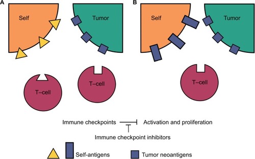 Figure 1 Peripherally tolerized T-cells and their target antigens in irAEs.