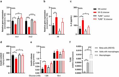 Figure 3. TLR5 mediates beta-cell dysfunction in pancreatic islets.