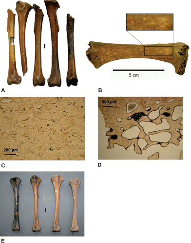 FIGURE 7. A, range of color variation in dodo tibiotarsi from the Mare aux Songes sub-basin I (Hume et al., Citation2014a:fig 6). Photograph by Arike Gill; left bone specimen rectangular cut is due to aDNA sampling; B, dodo left femur with polydirectional scratches (inset) interpreted as bioturbation derived from giant tortoise trampling (see Meijer et al., Citation2012:fig. 6); inset close-up of polydirectional scratches (after Meijer et al., Citation2012:fig 6). Photographs by H.J.M.M; C, microcracks in bone sample MaS-tr0-05 (×100). Photograph by L.G.V.; D, pyrite clusters in bone sample MaS-tr1-04 (×40). Photograph by L.G.V.; E, color variation in dodo tibiotarsi from sub-basin 0 (after Hume et al., Citation2014a:fig 5b). Bones held at the NHMUK, London. Note the extensive root marks on far left specimen, and the pitted surface of the specimen on the far right. Photograph by J.P.H. Scale bars equal 10 mm (A, E).