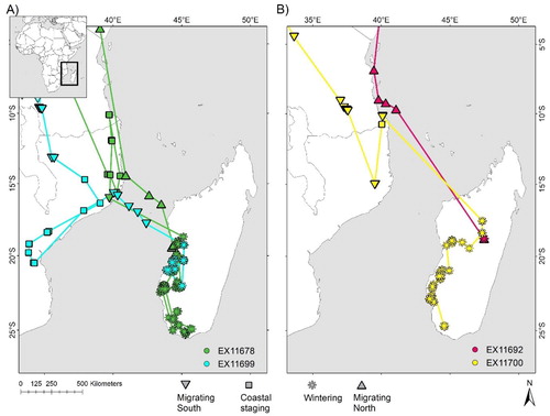 Figure 2. Locations from (A) juvenile and (B) adult Sooty Falcons at their wintering grounds and while on migration to and from the wintering grounds. Lines between locations do not imply straight line flight, but instead indicate the sequence in which locations were recorded.