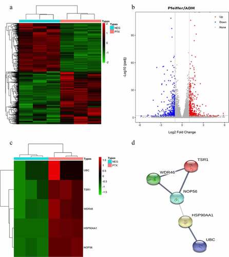 Figure 3. Identification of differentially expressed genes (DEGs) and hub genes in response to Paclitaxel intervention in Pfeiffer/ADM cell lines. (a) Heat map showing 971 DEGs, comparing the control group with the Paclitaxel group. Each row represents one DEG, and each column represents a sample. Red, upregulation; green, downregulation. (b) Volcano plot shows all DEGs identified in the control group and the Paclitaxel group, the 519 red dots represent significantly differentially upregulated genes, and the 452 blue dots represent significantly differentially downregulated genes (log2 (FC)| ≥ 1 and adj. P < 0.005). (c) Heat map of the hub genes; (d) PPI networks of the five hub genes.