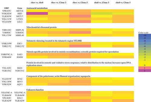 Figure 9. A heat map generated from array-CGH data. Functional categories overrepresented in the group of genes (according to their functional assignment) that were the most divergent among analysed strains are shown