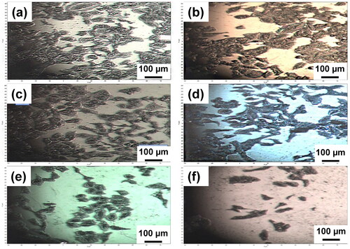 Figure 4. Optical microscopy images of A549 cells on (a) MCD film (grown with H2 200 sccm-8 h), (b) NCD + film (grown with H2 200 sccm-4 h), (c) NCD mid film (grown with H2 75 sccm-2 h), (d) NCD- film (grown with H2 50 sccm-2 h), (e) UNCD film (grown with H2 25 sccm-2 h), and (f) Si surface.