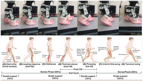 Figure 10. Comparing bioloid steps with normal gait phases.