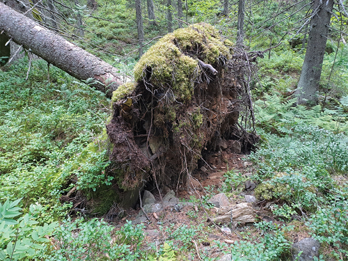 Figure 1. A fallen Norway spruce in boreal forest. The root system was mostly located within 30-50 cm from the soil surface. Photo: L. Finér.