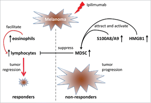 Figure 1. The treatment of advanced melanoma patients with ipilimumab induces clinical response in some patients (responders), whereas others showed no clinical response. Non-responders are characterized by an increase in the frequency of circulating myeloid-derived suppressor cells (MDSCs) and their immunosuppressive features leading to T lymphocyte inhibition and tumor progression. MDSC accumulation and stimulation is supported by elevated serum levels of inflammatory factors S100A8/A9 and HMGB1. Responders displayed increased counts of circulating eosinophils that may facilitate T lymphocyte recruitment. Therefore, MDSCs and eosinophils as well as S100A8/A9 and HMGB1 could serve as new biomarkers detecting the group of advanced melanoma patients who may benefit from ipilimumab therapy.