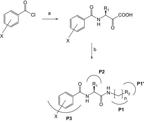 Scheme 1.  Reagents and conditions: (a) l-Leu or l-Ala, NaOH; (b) C-protected amino acid, DCC, HOBt, TEA, DCM.