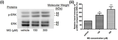 Figure 6 MG induced ERK pathway activation in DITNC1 cells. Cells were treated the indicated concentrations of MG for 24 hours. p-ERK expression of DITNC1 were then assessed by Western blot. i Representative blots of p-ERK expression at different concentrations of MG in relation to ERK. ii Bar graph indicates quantified result in percentage. Results are presented as means ± SEM, **p < 0.01, ***p < 0.001 versus the vehicle control. (n = 10).