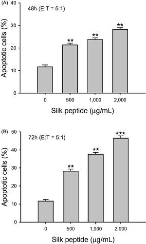 Figure 2. Cytolytic activity of in vitro silk peptide-treated NK-92MI cells on K562 target cells. NK-92MI cells were treated with the indicated silk peptide concentrations for (A) 48 h and (B) 72 h, and incubated with PKH-26-labeled YAC-1 target cells at an effector-to-target ratio of 5:1. The degree of target cell lysis was measured as described in the Materials and methods. Data are presented as means ± SD of triplicates. A representative result of at least three independent experiments is shown. E:T, effector-to-target ratio. Asterisks (*) indicate significant differences compared with control (**p < 0.01, ***p < 0.001).