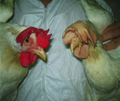 Figure 5.  Chickens were fed TrP/R7 leaves (left) or non-transgenic potato leaves (right) and observed day 19 post experimental challenge with L. caulleryi. The non-transgenic potato leaf-administered chickens developed specific signs of disease such as anaemia (whitened comb) caused by protozoan infection.