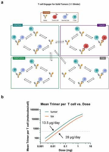 Figure 3. Mechanistic PK/PD model analysis of solitomab. A) model diagram of the T cell engager for solid tumors model in Applied BioMath Assess™ used for simulating solitomab PK and trimer formation in the tumor and tox compartments. B) from these simulations, the dose vs. mean trimer in the tumor and tox compartments are plotted. The dose predicted to result in 500 trimers/cell in each compartment is indicated.  